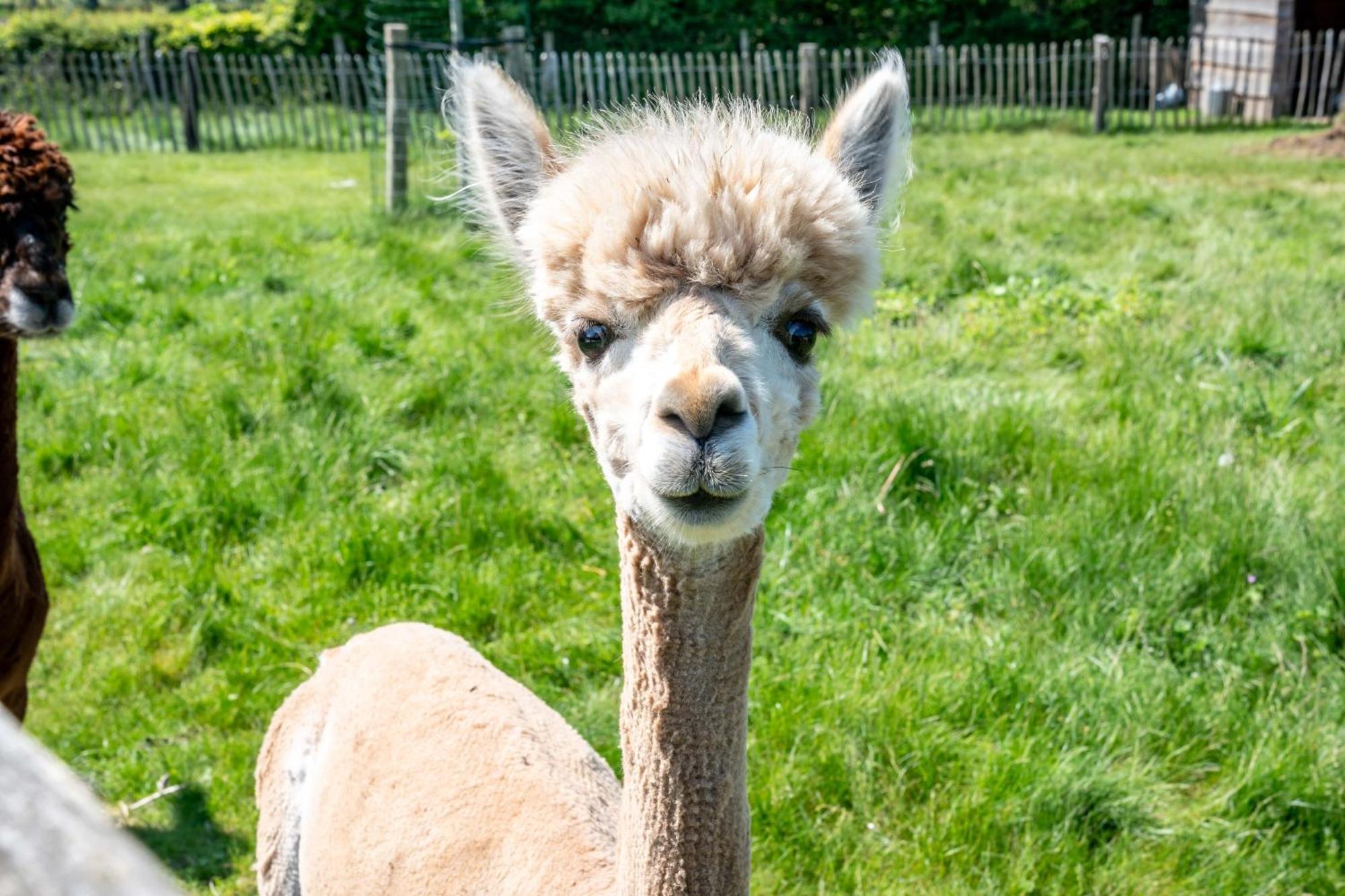 Hoeve Den Akker - Luxueuze Vakantiewoningen Met Privetuinen En Alpaca'S Nabij Brugge, Damme, Knokke, Sluis En Cadzand Экстерьер фото
